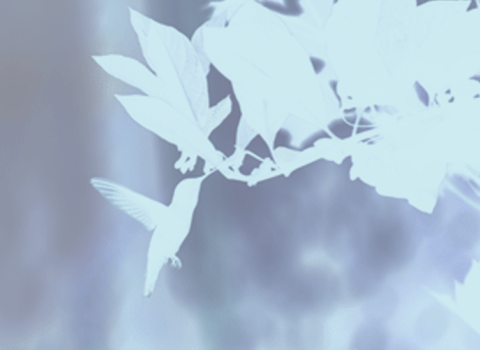 Hummingbirdbanner