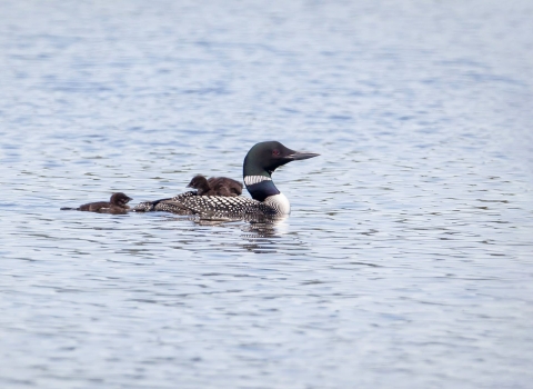 The common loon known as ABJ on the water with two chicks
