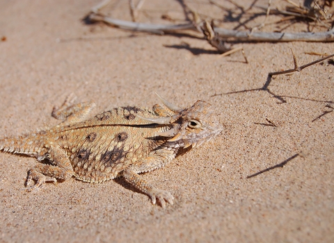 Tan and brown lizard sits on sand