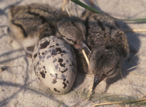 two bird chicks rest in the sand next to a speckled egg