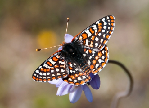 A black, white, and orange butterfly sits on purple flower