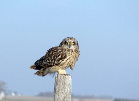 Short-eared owl perched on a post