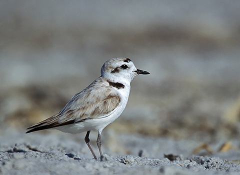 white and brown bird with black beak stands on sand