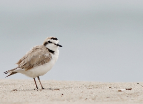 A small bird with brown and white feathers