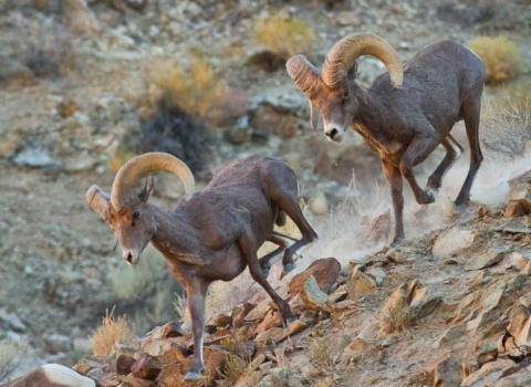 desert bighorn sheep run down a rocky slope