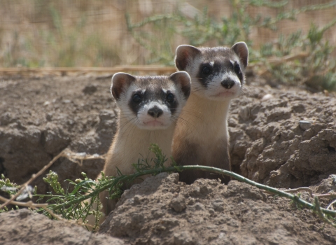 Two curious animals with long necks and what looks like black masks around their eyes peek out from a burrow in the ground.