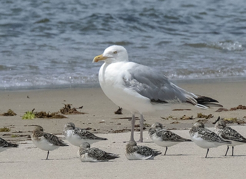 A large white-gray bird gull on an ocean beach with nine much smaller birds (sanderlings) next to it