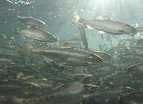 Many juvenile Chinook salmon swim underwater