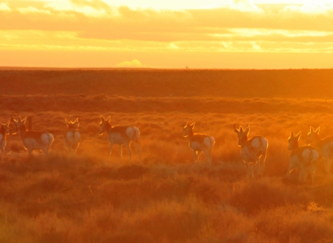 A couple dozen pronghorns running over dry sagebrush land as the setting sun casts an orange glow over the whole scene
