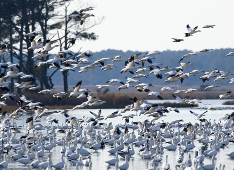A huge flock of snow geese take off from a shallow pool