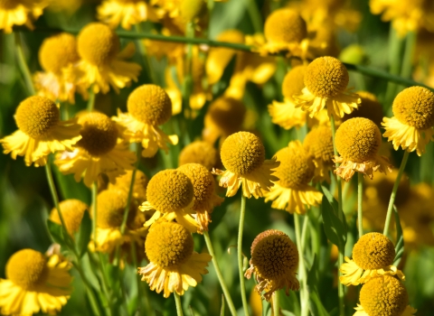 A cluster of bright yellow flowers called sneezeweed grows at Seedskadee National Wildlife Refuge in Wyoming.