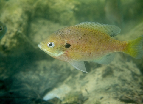 A photo of a small olive green fish swimming underwater over rocks.