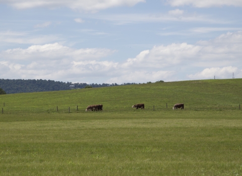 Scenic farm view with three cars. 