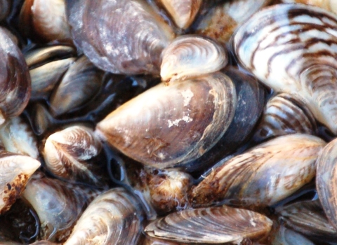 A couple dozen mussels with brown-black-and-white-striped shell together on the ground