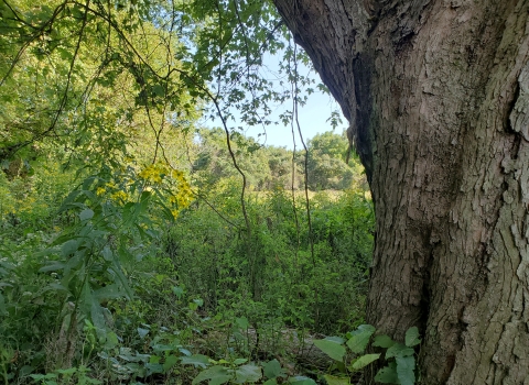Meadow surrounded by trees on Broadback Island.