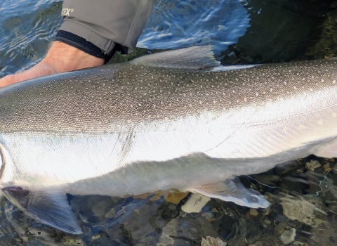 a big silver colored fish