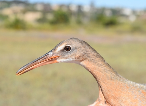 Profile view of light-footed Ridgway's rail