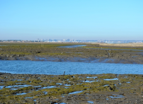Otay River water flows into the newly-breached former salt ponds on the San Diego Bay NWR.