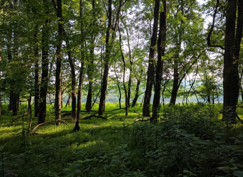 Forest and green grass along the edge of a river