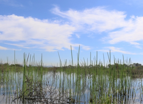 Vernal pool with some tall grasses and a blue sky in background