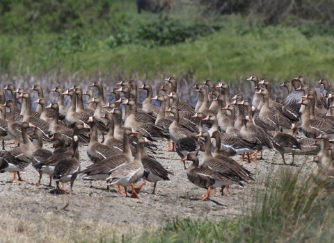 A flock of greater white-fronted geese standing on a levee.