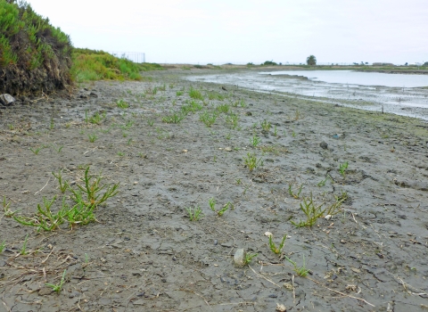 Pickleweed growing in salt pond during low tide
