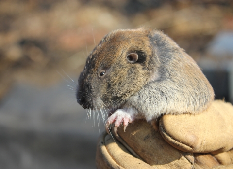Mazama Pocket Gopher