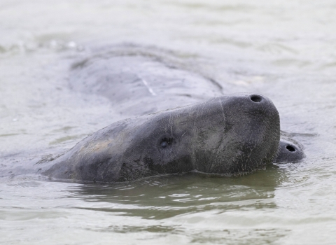 Florida manatee head just above the water's surface, with a second manatee just behind the first