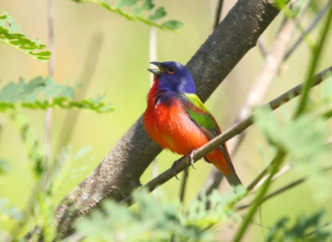 Painted bunting perched on branch and singing