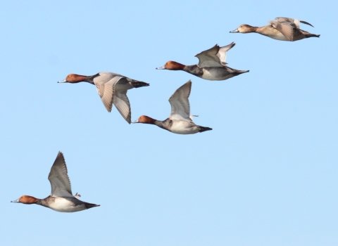Redhead ducks in flight four male two females 