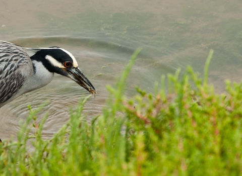 Yellow crowned night heron catching a crab.