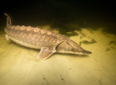 Gulf sturgeon resting on river bottom