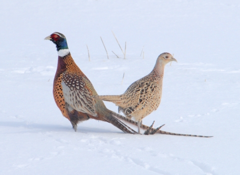 Pheasants in the snow