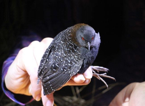 Eastern Black Rail in Hand