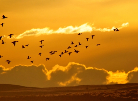 a flock of birds fly across an orange sky