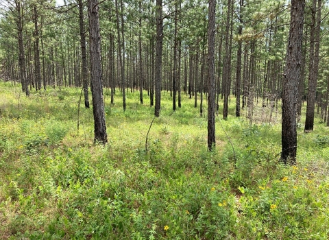 Long-leaf pine forest.