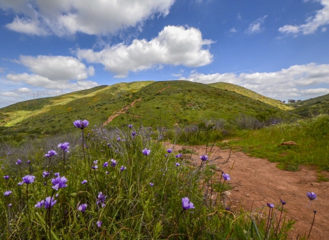 Spring time photo with purple flowers and green grass on mountain. A single trail leads up to the mountain top. 