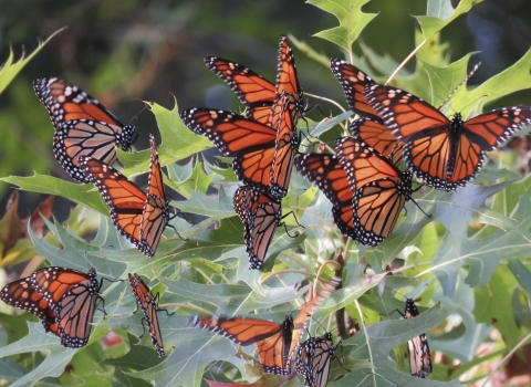 Orange and black butterflies congregate on oak leaves.