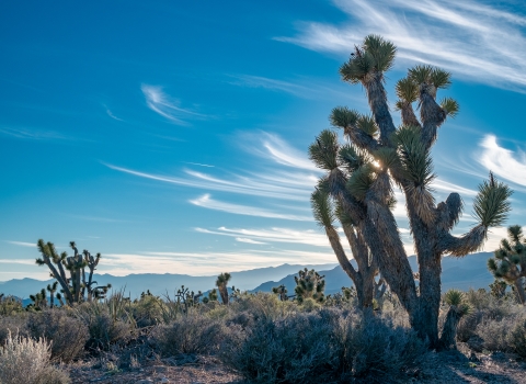 Joshua trees and other desert plants. Shadowed mountains visible in the distance.