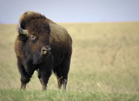 Bull bison standing on the prairie