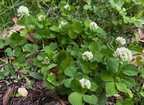 Running buffalo clover plant