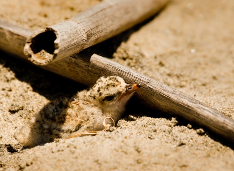 California least tern chick 
