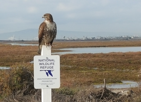Red tail hawk on National Wildlife Refuge sign with estuary in background.