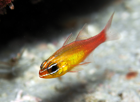 A golden orange fish swims along the bottom of the sandy ocean