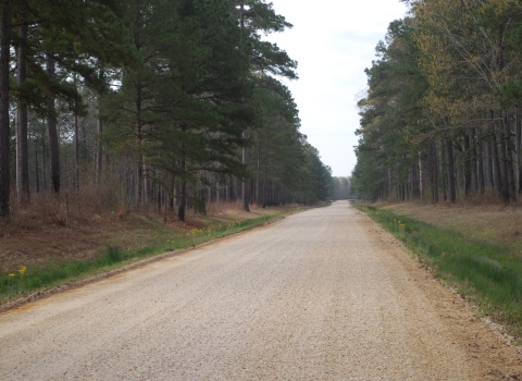 Refuge Access Road - Felsenthal NWR 