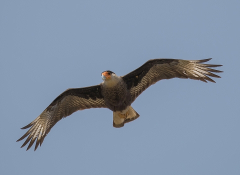 An image of a crested caracara in flight.
