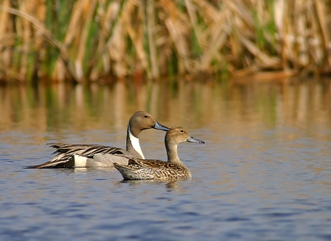 A male and female northern pintail float in open water with cattails in the background. The male is behind the female and has a blue bill, brown head, white neck, and a gray back with long, dark, elegant looking feathers. The female is a mottled brown and sits in front of the male. 