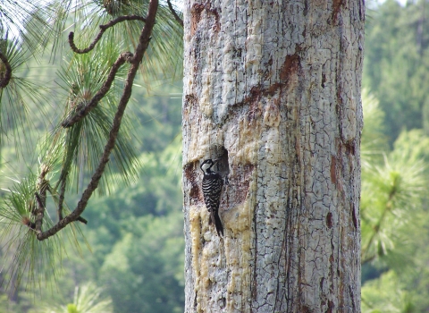 A woodpecker perches near cavity on trunk of mature pine tree.