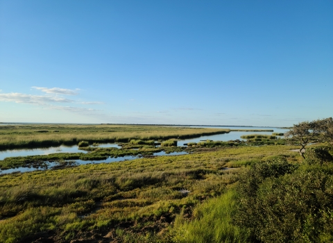 Coastal marsh under a bright blue sky