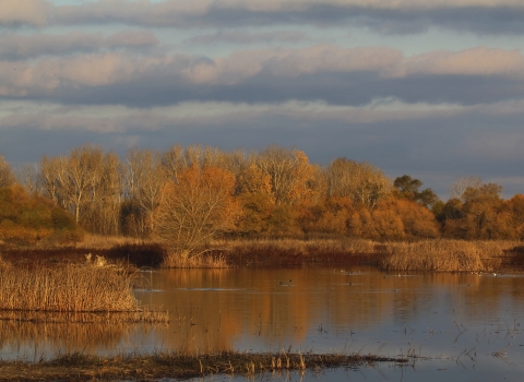 A flooded wetland with trees in the background.